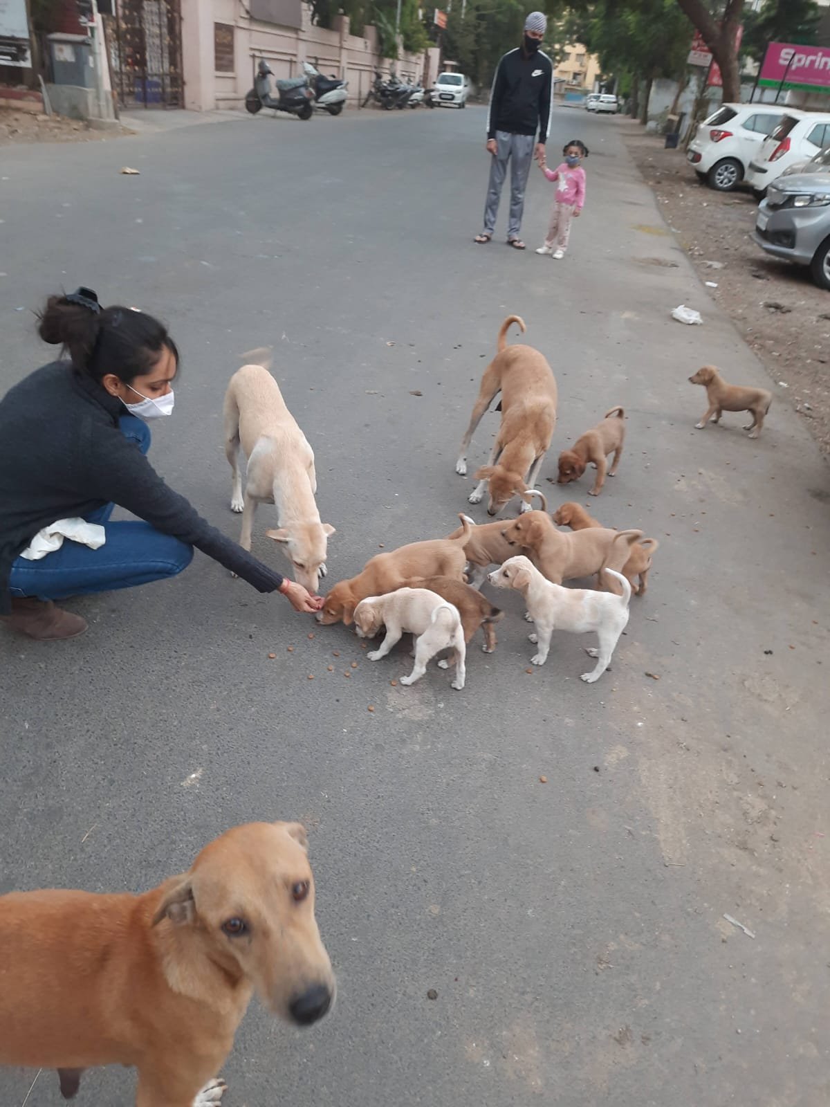 Feeding puppies and mothers on the street